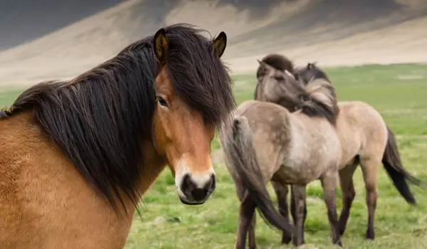 web_is_dyr_islandske-heste_600x350_shutterstock-id424582138